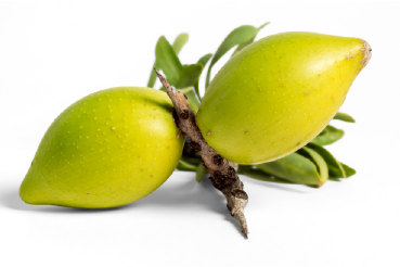 Argan Oil USDA Organic Carrier Oil Xclusiv Organics