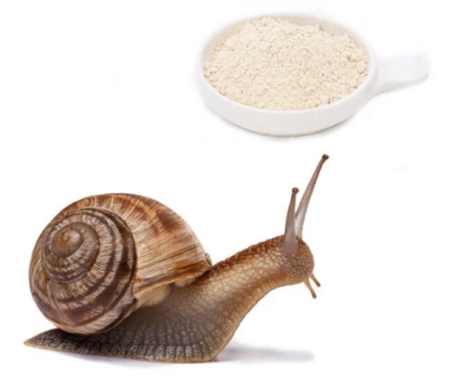 Xclusiv Organics Pure Hydrolyzed Snail Mucilage Powder Pharma Grade Snail Slime Extract For Lotion Skincare Serum Xclusiv Organics